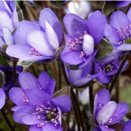 Kaj Munks Blå Anemone (Hepatica nobilis), fra 63 kr.