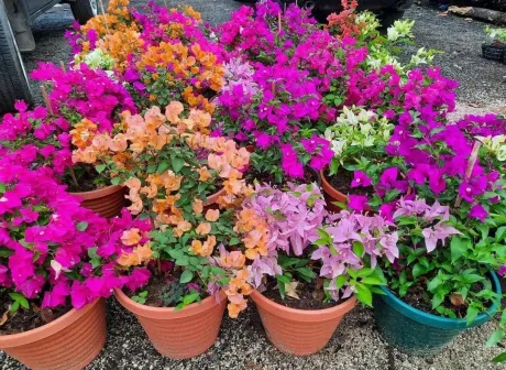 Planta "Veranera" en maceta