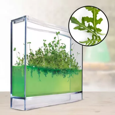 Gel Gewächshaus - Ökosystem Set für Kräuter - Mini Growlab